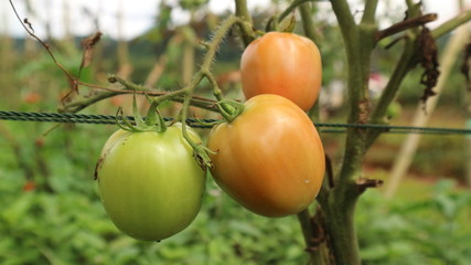Fresh tomatoes from trees in Thailand vegetable garden