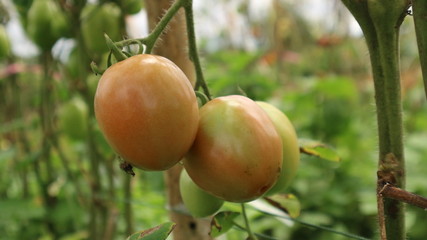Fresh tomatoes from trees in Thailand vegetable garden