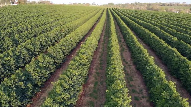 planta&ccedil;&atilde;o de caf&eacute; no Brasil.