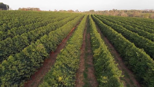 planta&ccedil;&atilde;o de caf&eacute; no Brasil.