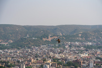 Eagle flying high in Jaipur India  