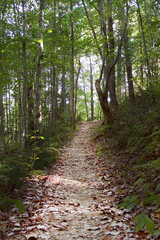Trail in the Woods
