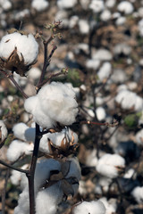 Cotton branch on the background of a field with ripened cotton. Texas, USA
