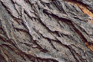tree bark texture
