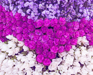 Fototapeta premium Flowers, pink, purple, white