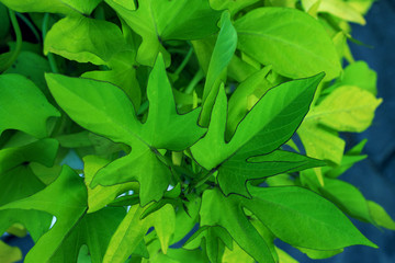 Bright ivy leaves closeup. green ivy leaves