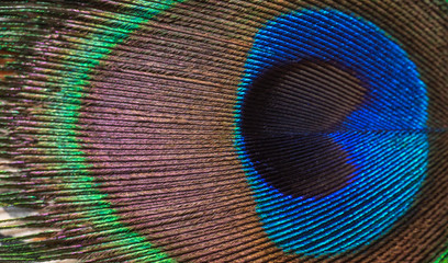 Fototapeta premium Closeup peacock feathers for beautiful background