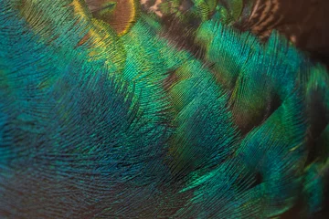 Fotobehang Pauw Closeup peacock feathers for beautiful background  © chamnan phanthong
