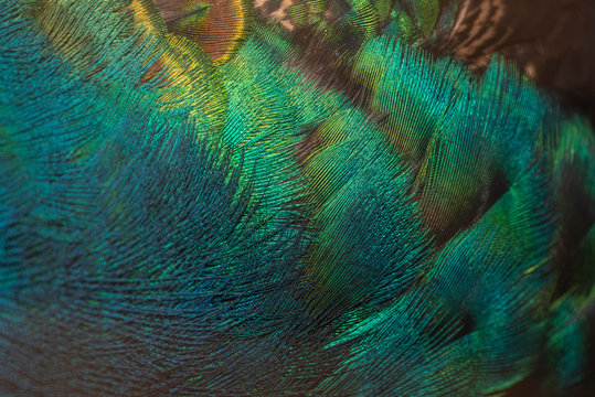 Closeup peacock feathers for beautiful background