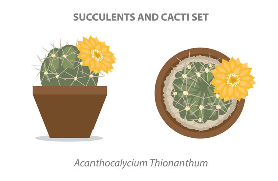Acanthocalycium Thionanthum Succulent and Cacti Set Vector Illustration