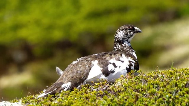 室堂平の雷鳥　６月の装い