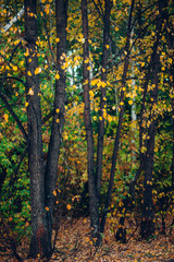 Wonderful autumn landscape with multicolor leaves. Scenic fall foliage on trees. Yellow orange leafage. Beautiful golden autumn in Altai. Colorful fall forest with fallen leafs. Picturesque scenery.