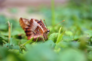 Mariposa posando en el jardín