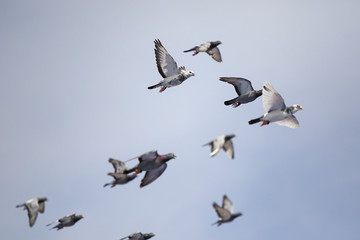 flock of speed racing pigeon flying against clear blue sky