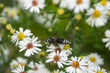 Bald Faced Hornet on Aster Flowers in Summer