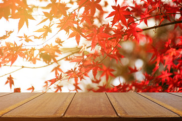Naklejka na ściany i meble Picnic table with Japanese maple tree garden in autumn.