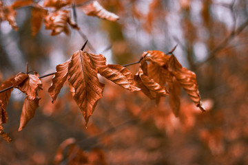 autumn leaves branch of a tree