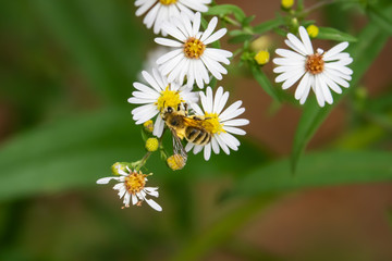 Hairy Banded Mining Bee on Aster Flowers in Summer