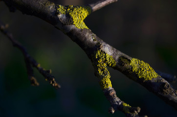 Simbiosis, liquen, hongos, algas