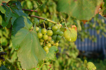 Green grapevine closeup.