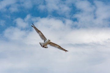 seagull in flight