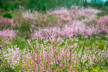 Naklejka premium Beautiful pastoral scenery in spring