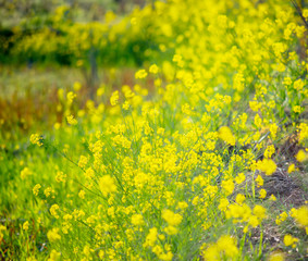 Beautiful pastoral scenery in spring