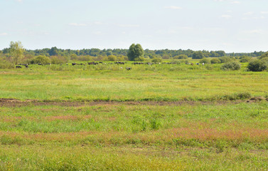 Fototapeta na wymiar Rural landscape in Belarusian Polesie.