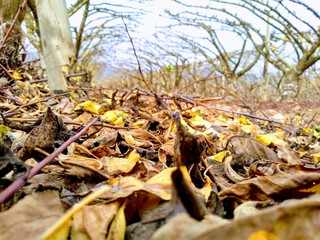 autumn leaves in park
