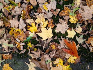 close view of fallen leaves on the ground in autumn