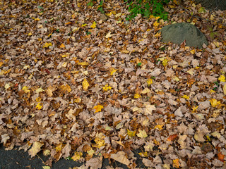 fallen leaves on the ground in the garden in autumn