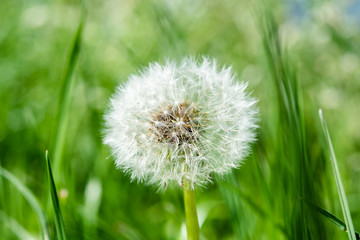 dandelion in grass