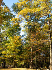 trees and fallen leaves in the backyard in autumn