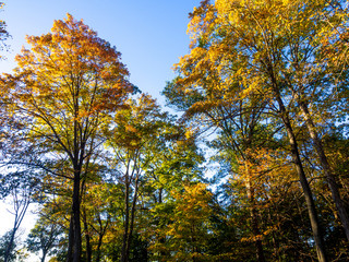 trees with full fall color foliage in autumn