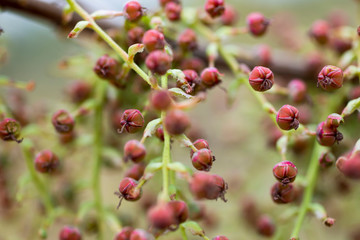 Close up of wild berries
