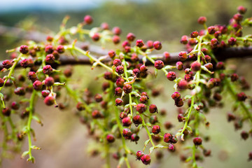 Close up of wild berries
