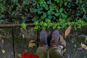 legs of men standing on bridge in rain forest