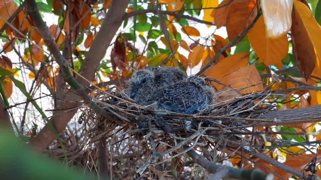 greater coucal (crow pheasant ,Centropus sinensis) chicks in their nest in kluang johor malaysia