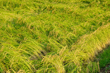 台風の暴風で被害を受けた田んぼ