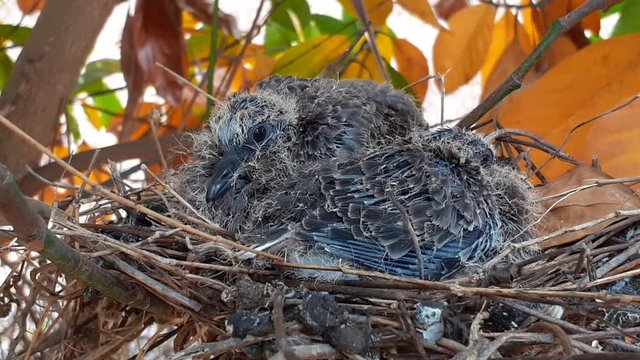greater coucal (crow pheasant ,Centropus sinensis) chicks in their nest in kluang johor malaysia