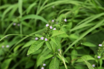 Fototapeta premium Justicia procumbens are weeds that grow in wetlands and bloom in the fall with small purple flowers. Young leaves are edible.