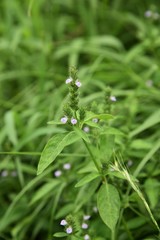Justicia procumbens are weeds that grow in wetlands and bloom in the fall with small purple flowers. Young leaves are edible.