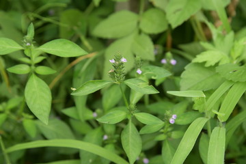 Justicia procumbens are weeds that grow in wetlands and bloom in the fall with small purple flowers. Young leaves are edible.