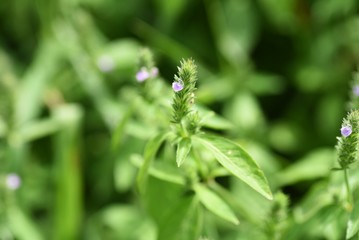 Justicia procumbens are weeds that grow in wetlands and bloom in the fall with small purple flowers. Young leaves are edible.