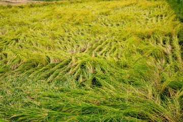 台風の暴風で被害を受けた田んぼ