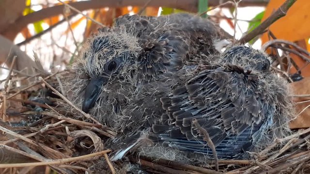 greater coucal (crow pheasant ,Centropus sinensis) chicks in their nest in kluang johor malaysia
