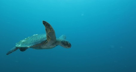 Green Turtle, (Chelonia mydas) swimming on the reefs of the Sea of Cortez, Baja California Sur, Mexico.