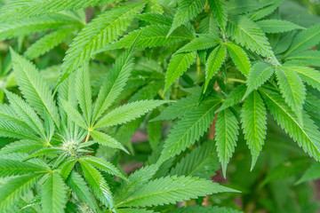 Naklejka na ściany i meble Lushous Home Grown Cannabis landscape