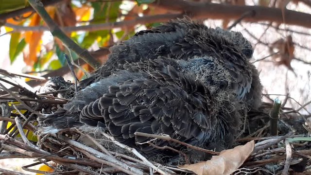 greater coucal (crow pheasant ,Centropus sinensis) chicks in their nest in kluang johor malaysia