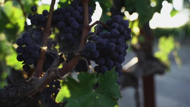 giant ripe wine purple grapes